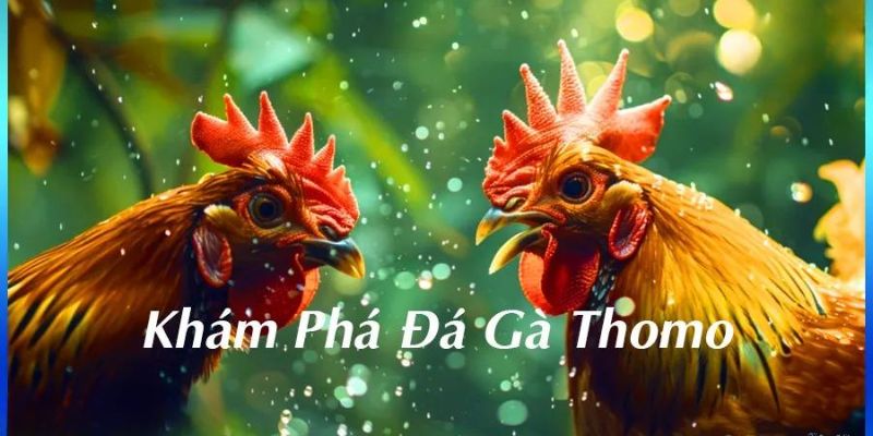 Khám phá chiến thuật đá gà Thomo để luôn giành chiến thắng