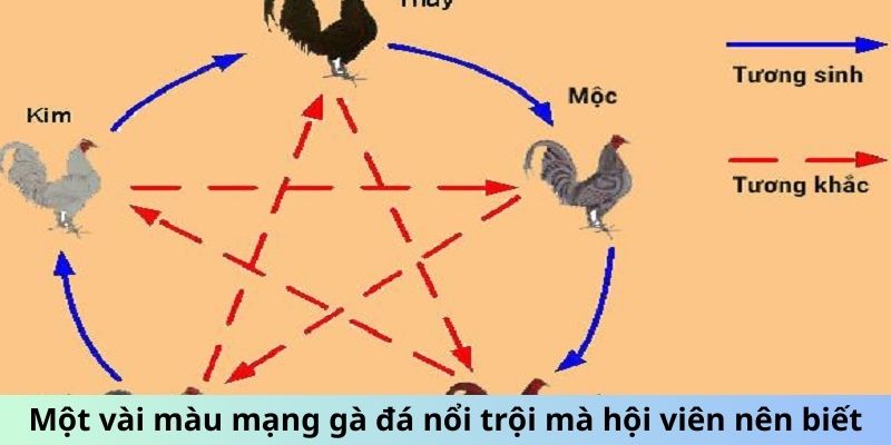 Một vài màu mạng gà đá nổi trội mà hội viên nên biết